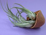 TILLANDSIA : CIRCINNATA